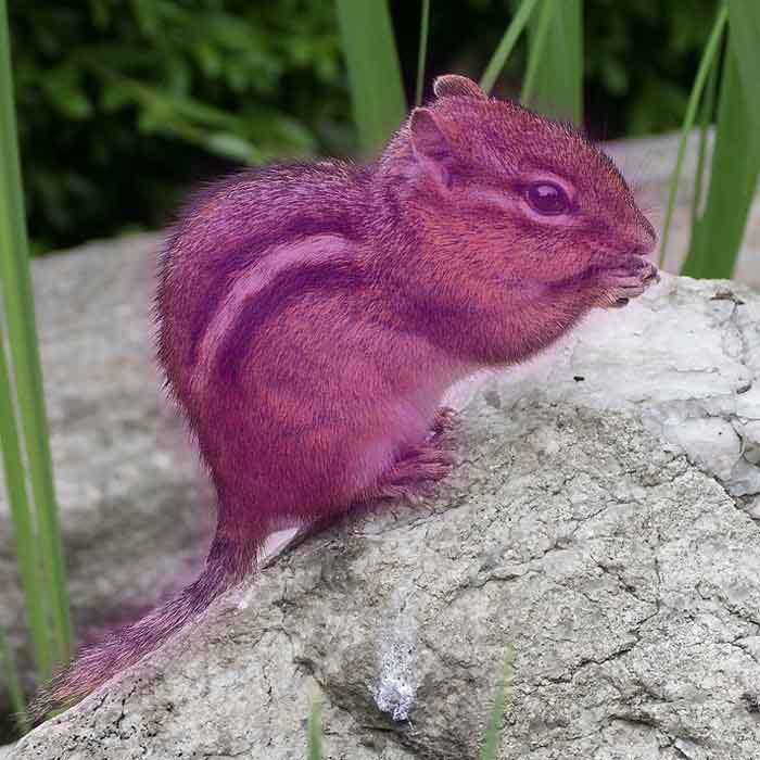 Ep. 22 - Purple Chipmunk Proboscis