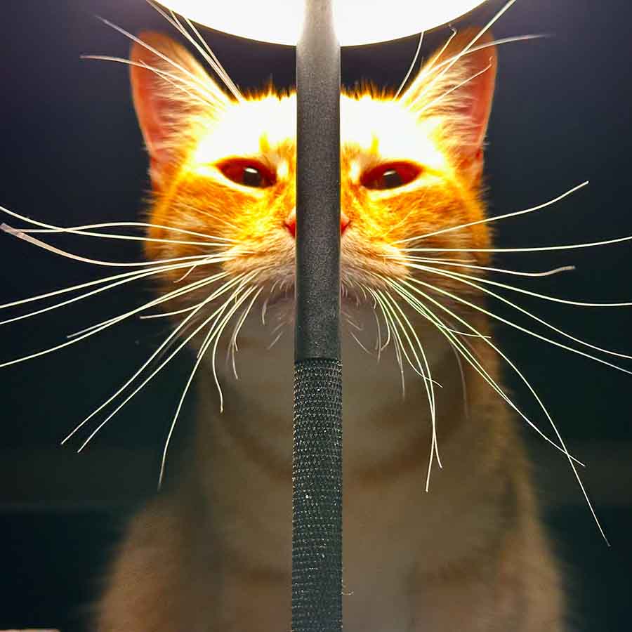 Ep. 240 –  The Whiskers of a Dilemma